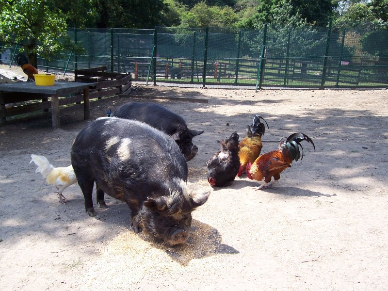 Pigs and hens in Maryon Wilson Park