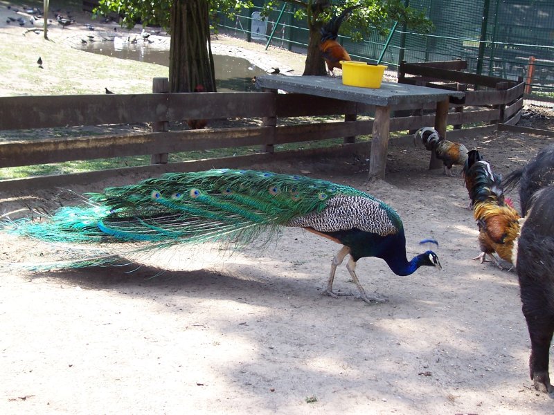 Peacock in Maryon Wilson Park